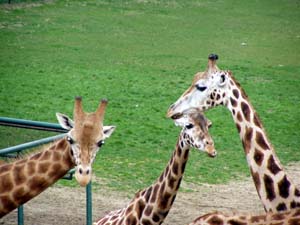 ZOO Olomouc