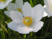 Sasanka lesn (Anemone silvestris)