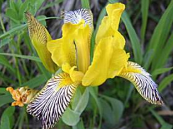 Kosatec rznobarv (Iris variegata)