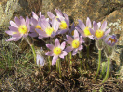 Koniklec velkokvt (Pulsatilla grandis)