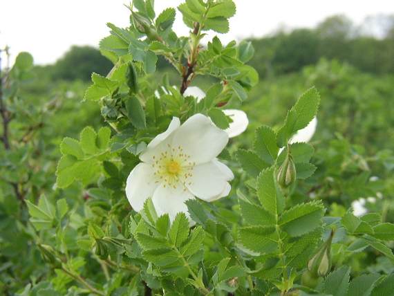 Re bedrnkolist (Rosa pimpinellifolia)