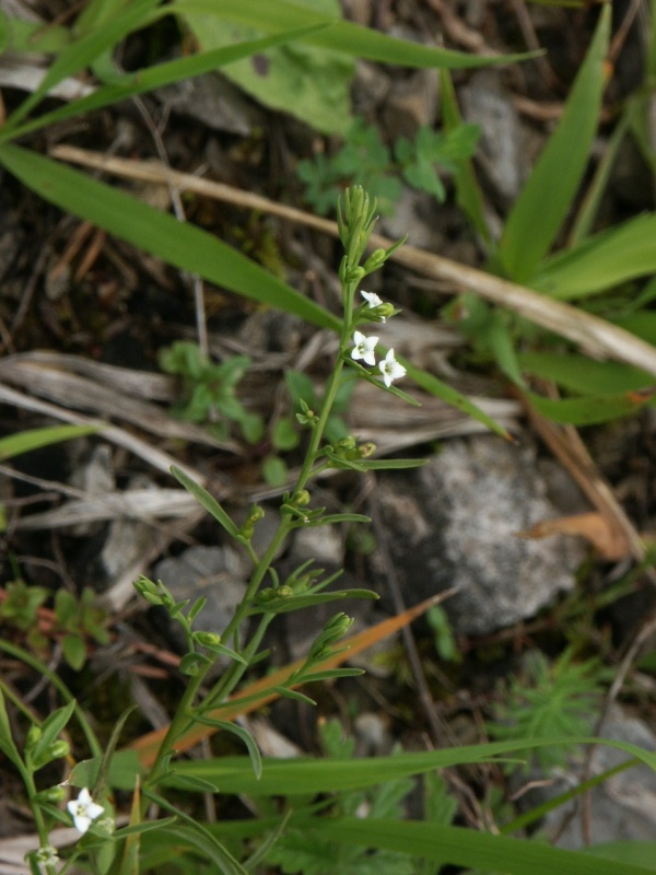 Lnnka Dollinerova (Thesium Dollineri)