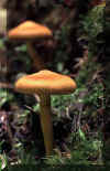 Opnka mniv.jpg (18346 bytes)